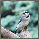 Back Yard Birds - bluejay.jpg