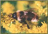 Bumblebee -- bumblebee01.jpg