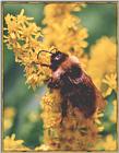 Bee -- bumblebee02.jpg --> Bumblebee