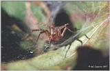 Common garden spider - spider01.jpg