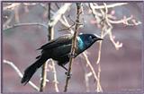 Backyardbirds - grackle01.jpg --> Common Grackle - Quiscalus quiscula