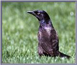 Back Yard Birds - grackle.jpg --> Common Grackle, Quiscalus quiscula