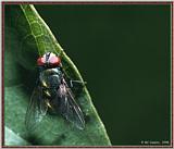 Back Yard Bugs -- fly980101a.jpg
