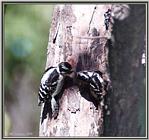 Back Yard Birds - downy woodpeckers - downy02.jpg
