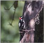 Back Yard Birds - downy woodpeckers - downy03.jpg
