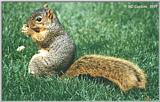 Squirrel - squirrel06.jpg