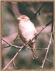 Back Yard Birds - House Sparrow - house sparrow03.jpg