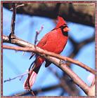 Resuming Transmission -- January 1998 images --> Northern Cardinal