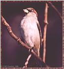 Resuming Transmission -- January 1998 images --> House Sparrow