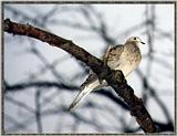 Resuming Transmission -- January 1998 images --> Mourning Dove