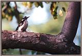 July Birds --> Downy Woodpecker