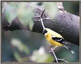 July Birds --> American Goldfinch