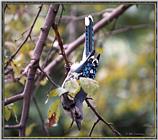 July Birds --> Blue Jay