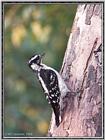 July Birds --> Downy Woodpecker
