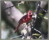 June Cardinals --> Northern Cardinal