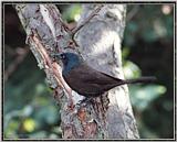 June Birds --> Common Grackle - Quiscalus quiscula