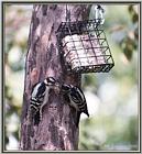 June Birds --> Downy Woodpeckers