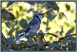 June Birds --> Blue Jay