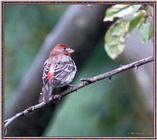 June Birds --> House Finch