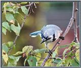 June Birds --> Blue Jay