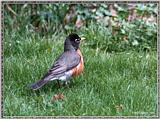 May Birds --> American Robin