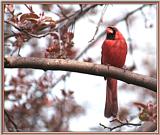 CassinoPhoto-MayBird10-Cardinal-male perching on branch.jpg