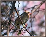 May Birds --> Northern Cardinal