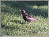 May Birds --> European Starling