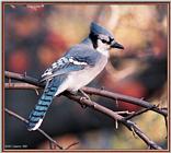 Backyard Bird Photos --> Blue Jay