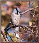 Backyard Bird Photos --> Blue Jay