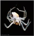 Common House Spider - spider2.jpg