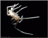 Common House Spider - spider3.jpg