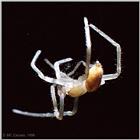 Common House Spider - spider4.jpg