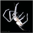 Common House Spider - spider6.jpg