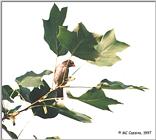 A Sparrow -- sparrow01.jpg