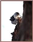 Back yard Birds -- nuthatch01.jpg --> White-breasted Nuthatch