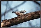 Back yard Birds -- nuthatch02.jpg --> White-breasted Nuthatch