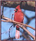 Back Yard Birds - Mostly Reposts - cardinal02.jpg --> Northern Cardinal