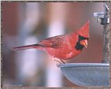 Back Yard Birds - Mostly Reposts - cardinal04.jpg --> Northern Cardinal