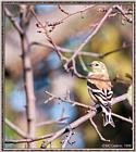 Back Yard Birds -- goldfinch -- gfinch980926a.jpg