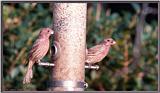 Back Yard Birds -- House Finches