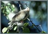 Back Yard Birds -- Mourning Dove -- mdove.jpg