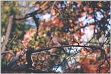 Mourning Dove In Autumn Foliage - mourning dove02.jpg