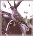 Back Yard Birds - Mostly Reposts - mouning dove01.jpg --> Mourning Dove