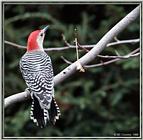 Back yark Birds -- Red Bellied Woodpecker -- rbw.jpg