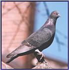 Back Yard Birds - Mostly Reposts - rock dove01.jpg