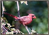 July Birds -- cardinals --> Northern Cardinal