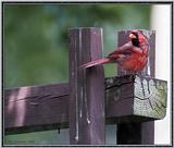 July Birds -- cardinals --> Northern Cardinal