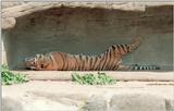 Hagenbeck Zoo tigers - Daddy Tiger bursting of activity :-)