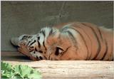 Hagenbeck Zoo tiger pics - I wouldn't have taken this with the 50 mm lens...